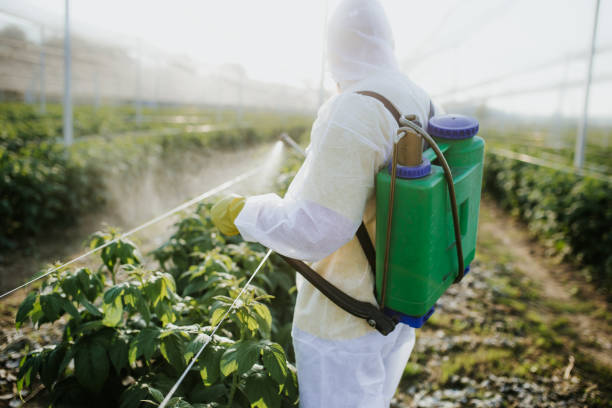 Best Wasp Removal Services  in Glen Rose, TX